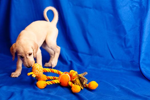 A white saluki pup plays with orange toy on blue background
