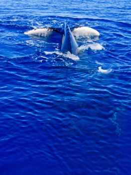 Tail of a humpback whale diving in the ocean in australia