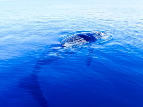 Submerged humpback whale in the deep blue ocean in australia