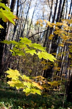 Green maple leaves in a forest
