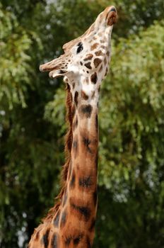 Close up of a Giraffe (Giraffa camelopardalis rothschildi) 