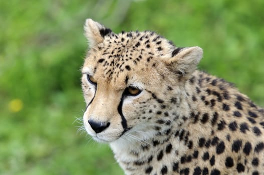 Close up of Cheetah (Acinonyx jubatus soemmeringii)