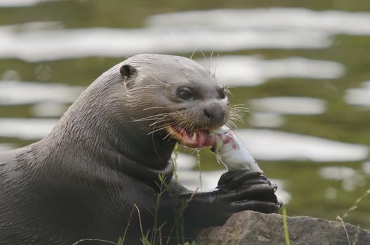 Close up of a Giant Otter (Pteronura brasiliensis)