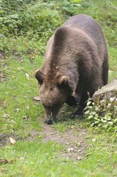 Wild Brown Bear (Ursus americanus horribilis) Banff National Park
