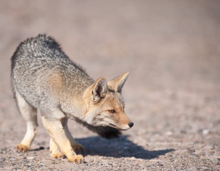 Patagonian  Grey Fox (Dusicyon culpaeus) in desert landscape.
