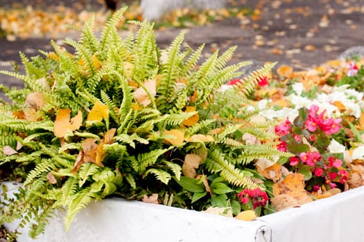 An autumn flowerbed with fern, flowers and yellow leaves
