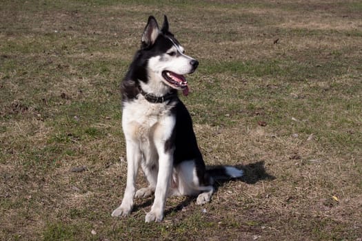 A sitting black and white husky in the park
