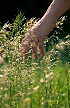 Fingers trailing through a meadow.