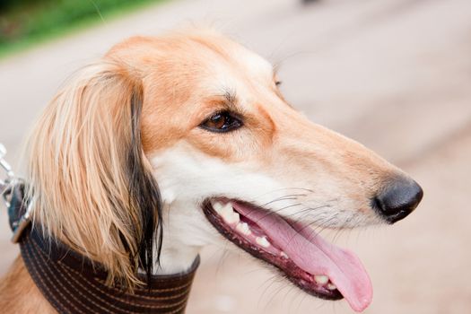 A portrait of young saluki
