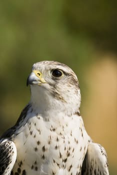 Saker Falcon (Falco cherrug) - landscape orientation