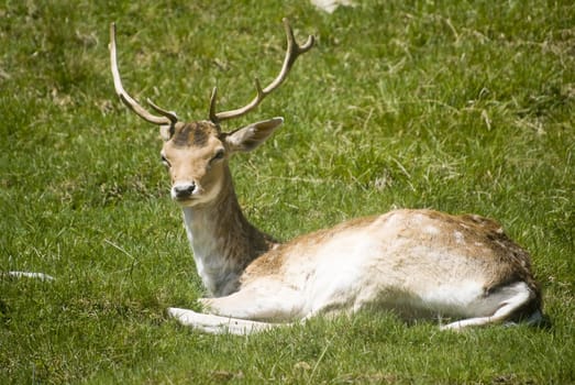 Reindeer (Rangifer tarandus) in Banff National Park Canada