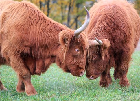 Two beautiful red highland cows fighting head against head in a meadow by autumn weather