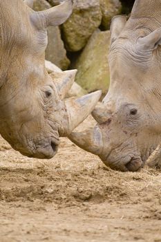 Closeup of White Rhinoceros (Ceratotherium simum simum)