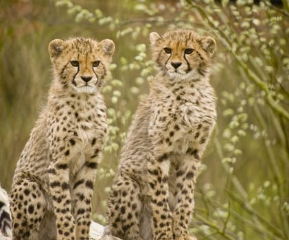 Close up of Cheetah (Acinonyx jubatus soemmeringii)