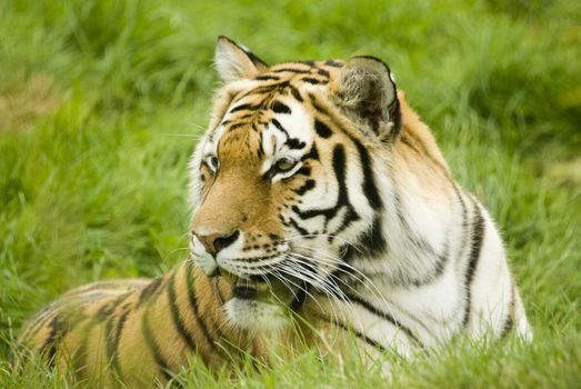 Amur Tiger (Panthera tigris altaica) - landscape orientation
