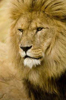 Close up of Lion (Panthera leo) looking to left of frame - portrait orientation