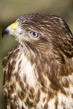 Common Buzzard looking at the viewer - portrait orientation