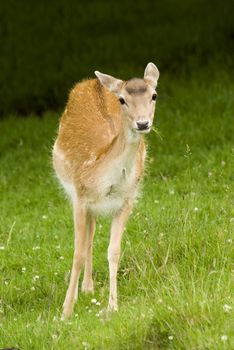 Deer in front of Mont Blanc range - portrait orientation