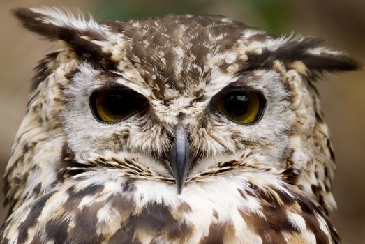 European Eagle Owl (Bubo Bubo Bubo) looking at viewer - landscape orientation