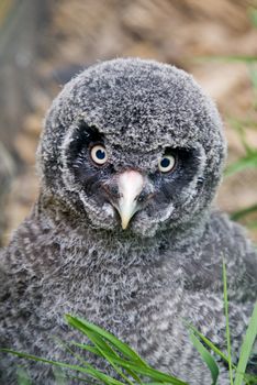 Great Grey Owl chick (Strix nebulosa lapponica) looking at viewer - portrait orientation