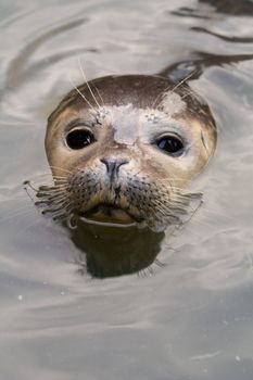 Rescued Harbour Seal (Phoca Vitulina) pup with head above water