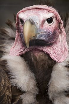 Close up of Lappet Faced Vulture (torgos tracheliotus)