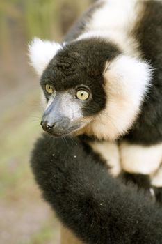 Black and white ruffed Lemur (Varecia varigata varigata) 