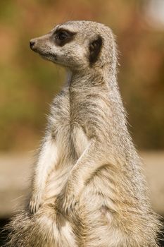 Meerkat (suricata suricatta) - portrait orientation