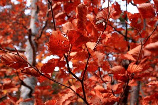 Close up of many red autumn leaves in a forest