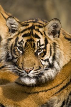 Closeup of Amur Tiger (Panthera tigris altaica)