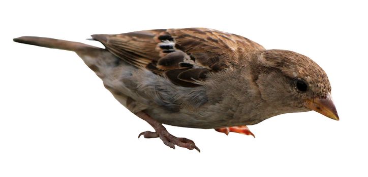 Isolated sparrow standing on its two feet in white background