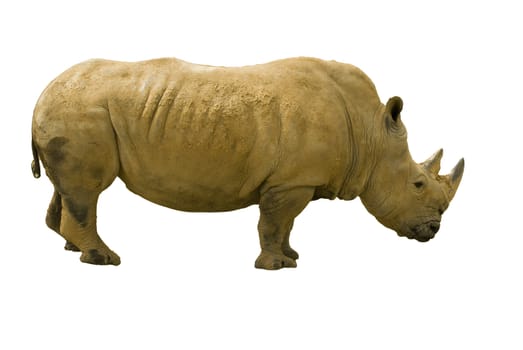 White rhinoceros (Ceratotherium simum) - landscape orientation