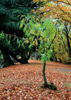 One small and young tre with green leaves by autumn weather in a forest covert with lots of red leaves