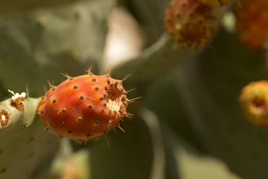 Ripe tunas or prickly pears  on the cactus