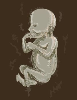 hand sketched illustration of a 19 week old fetus