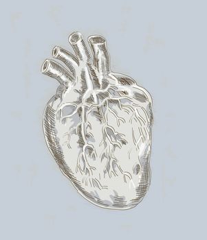 Hand sketched and drawn illustration of a Human heart