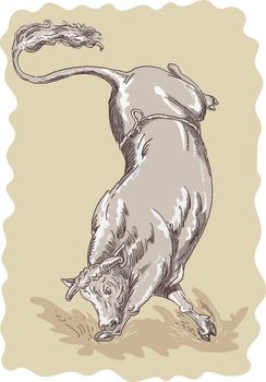 Illustration of a bucking bull done in sketch style
