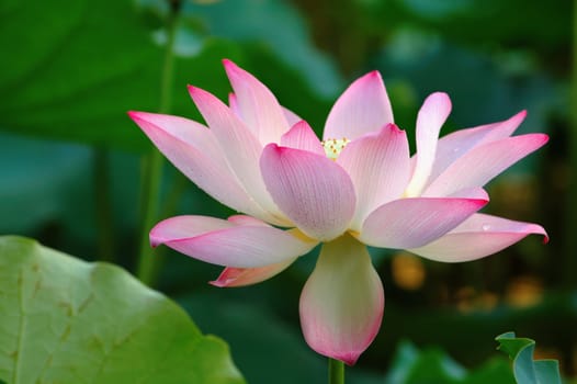 A blooming lotus flower over green leaves