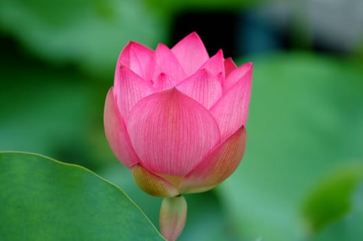Close up of pink lotus flower over green