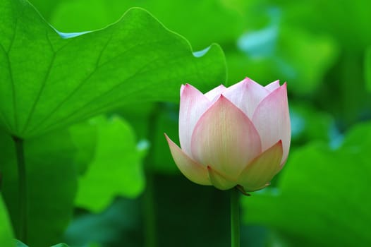 A lotus flower with color of light pink
