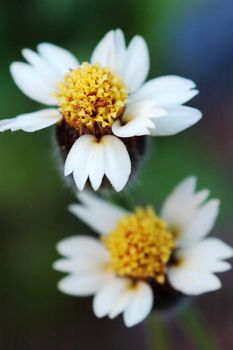 Two tridax procumbens flowers like a pair of lovers