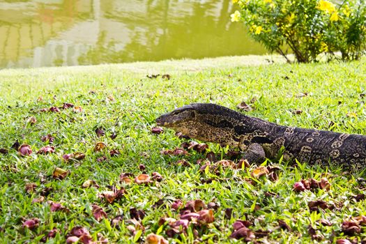 portrait of a banded monitor lizard (varanus salvator)