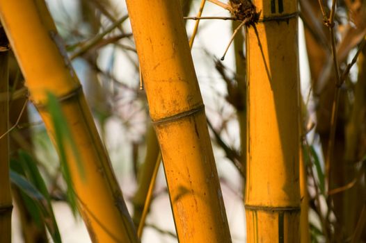 A bundle of yellow bamboo in garden