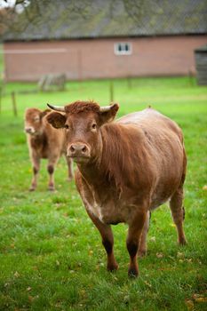 Curious mother cow and her calf standing in the meadow