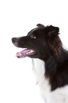 Beautiful young border collie on white background