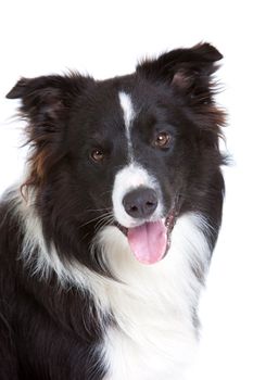 Beautiful young border collie on white background