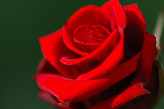 A deep red rose showing the romantic