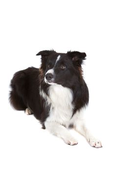 Beautiful young border collie on white background looking attentive