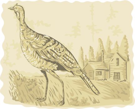 illustration of a Wild turkey with house in the background watercolor style