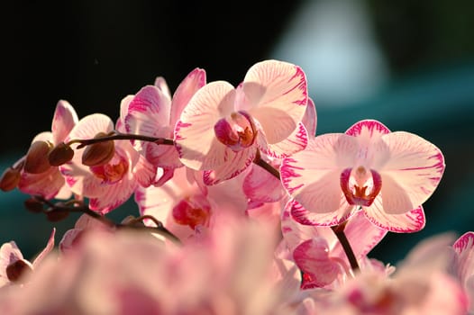 A close up shot of white orchid